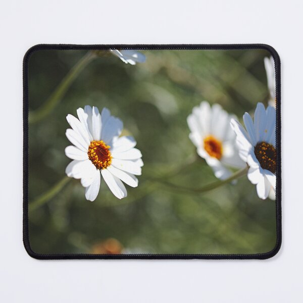 Item preview, With Golden Heart White Daisies designed and sold by Joy Watson - Natural Light Photography .