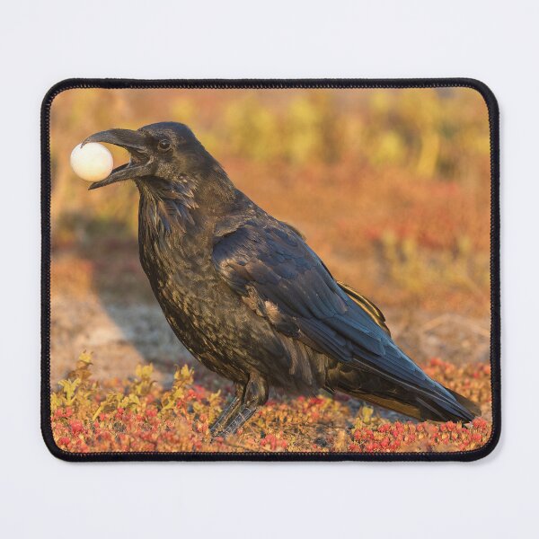 Item preview, Common Raven with meal designed and sold by yhelfman.