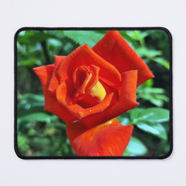 Item preview, Red rose in the garden designed and sold by Gourmetkater.