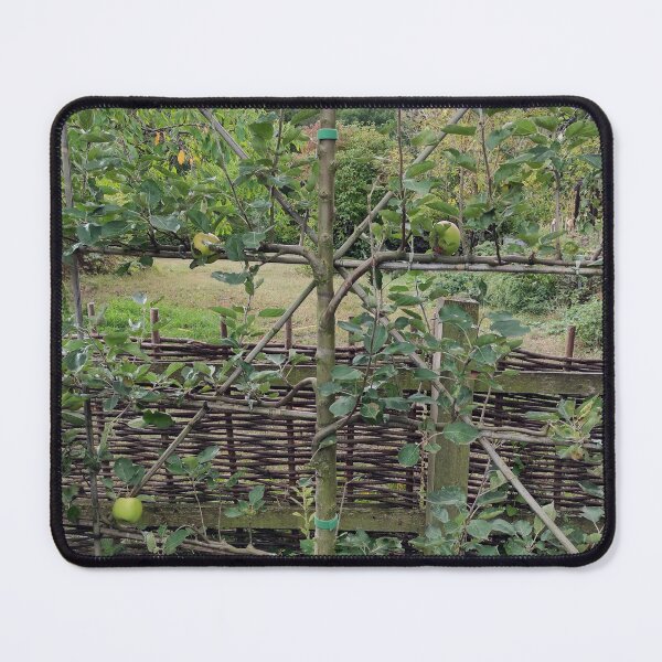 Item preview, Espalier fruit in the monastery garden designed and sold by Gourmetkater.