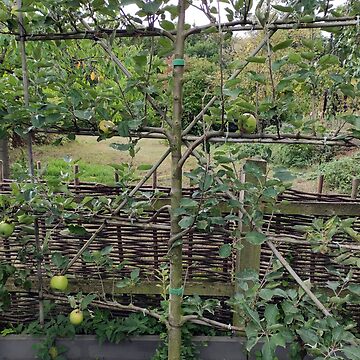 Vorschaubild zum Design Spalierobst im Klostergarten von Gourmetkater