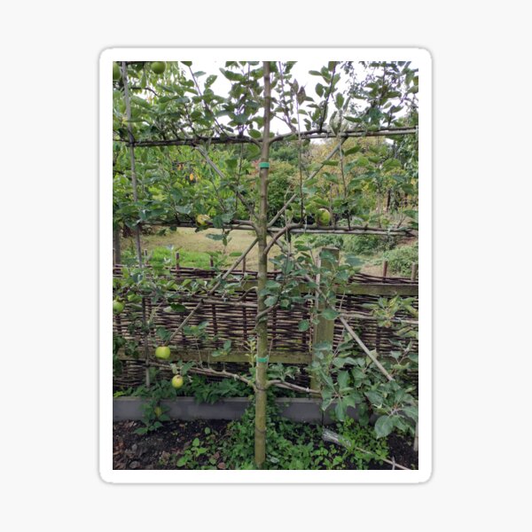 Espalier fruit in the monastery garden Sticker