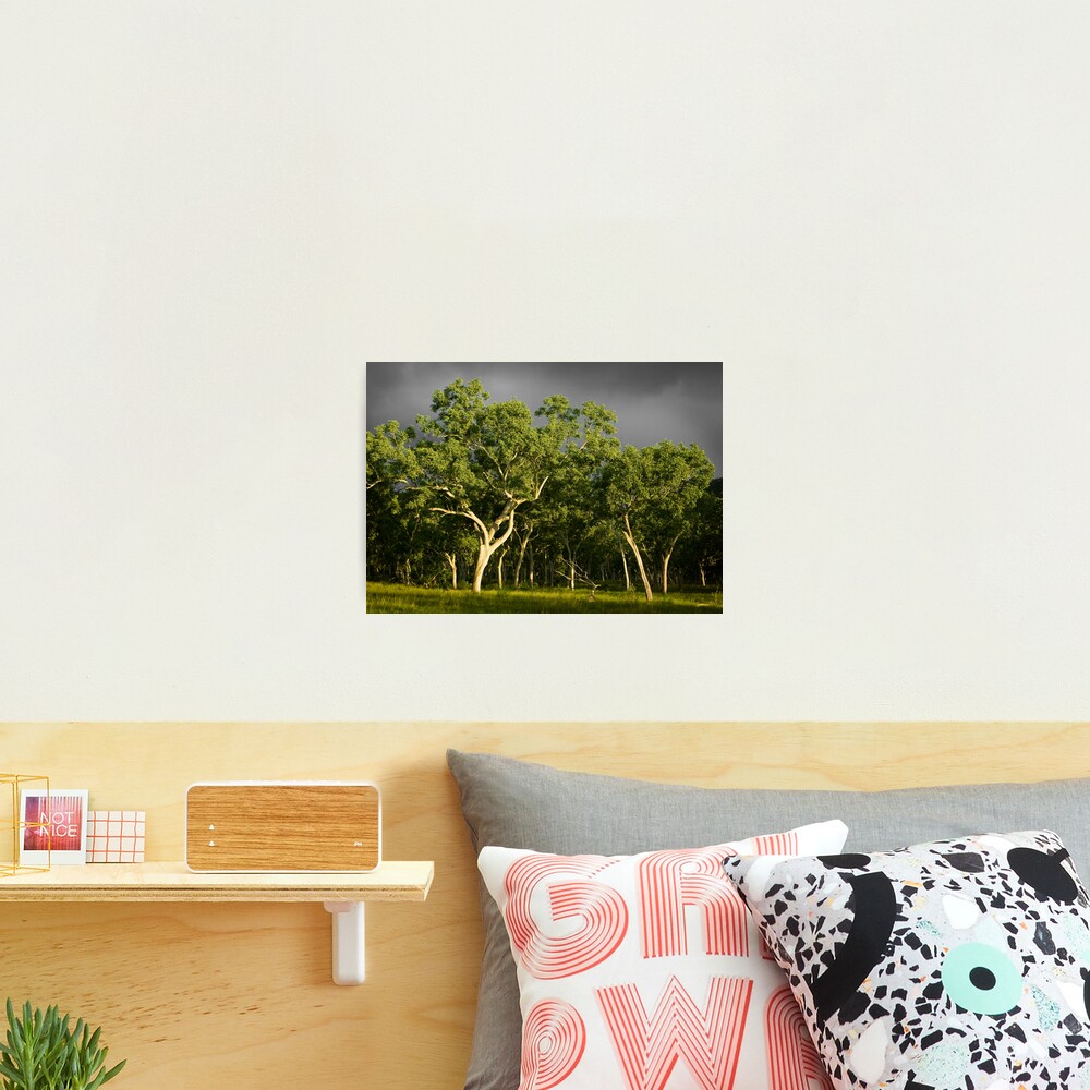 Ghost Gums Photographic Print