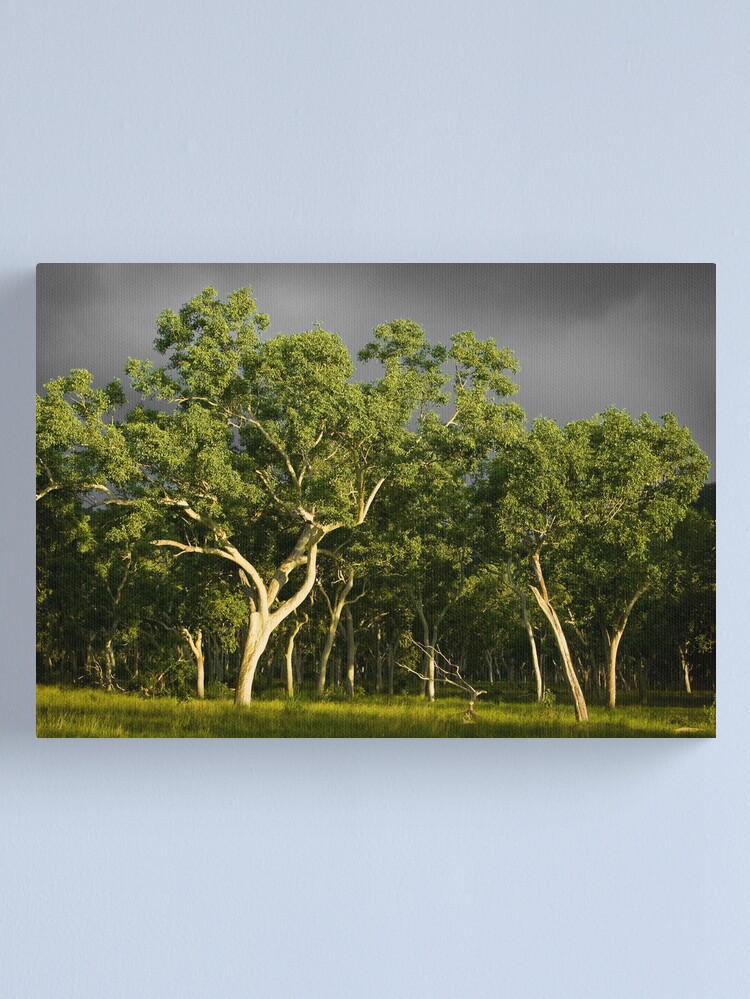Alternate view of Ghost Gums Canvas Print