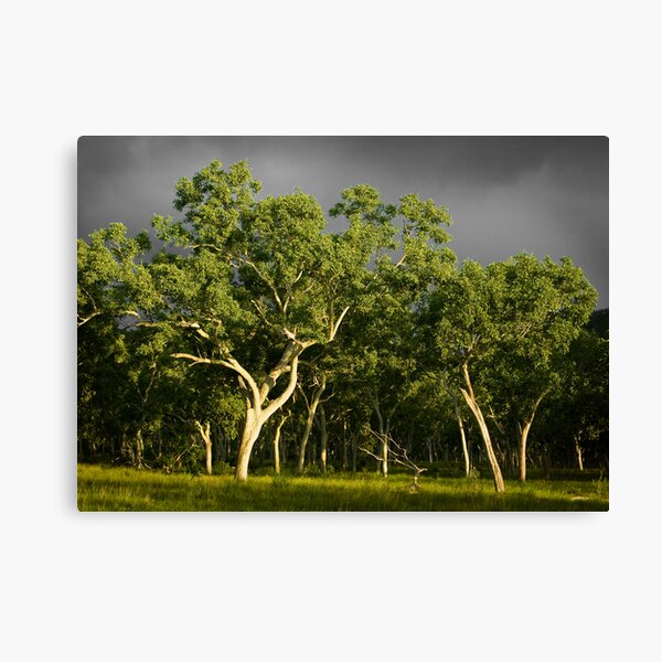 Ghost Gums Canvas Print