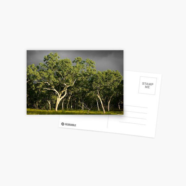 Ghost Gums Postcard