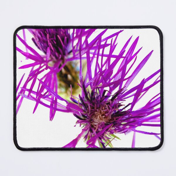 Item preview, Purple Knapweed flower designed and sold by Dalyndigital Photography.
