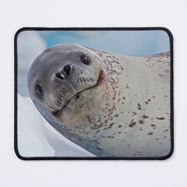 Item preview, Smile!  You've just seen lunch! (Leopard Seal, Pleneau Island, Antarctica) designed and sold by Krys Bailey.