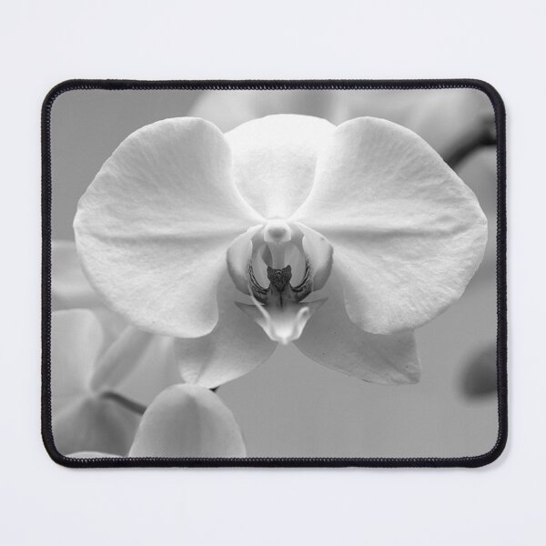Item preview, White orchids designed and sold by Postertale.