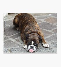 Lipari Dog Photographic Print