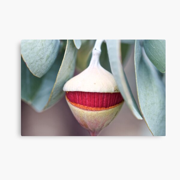 Item preview, Emerging Eucalyptus rhodantha flower designed and sold by Amy Akers.