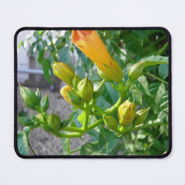 Item preview, Trumpet Vines designed and sold by Shulie1.