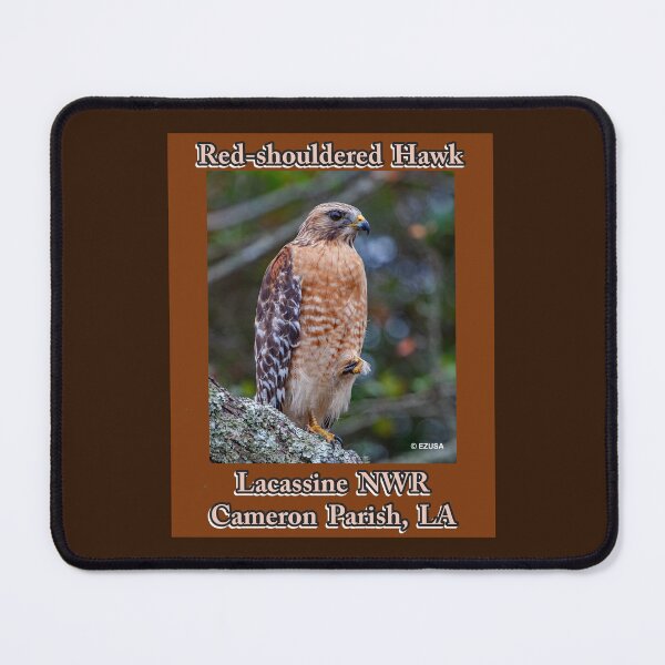 Item preview, Give Someone You Love The Bird: Red-shouldered Hawk, Lacassine NWR, Cameron Parish, LA. designed and sold by MoreEZUSA-Here.