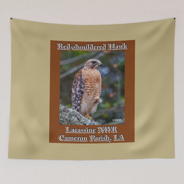 Item preview, Give Someone You Love The Bird: Red-shouldered Hawk, Lacassine NWR, Cameron Parish, LA. designed and sold by MoreEZUSA-Here.