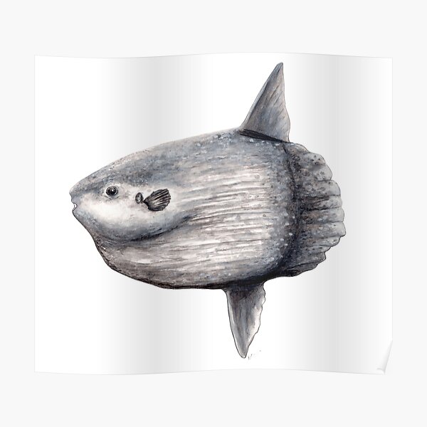 Ozean Sonnenfisch (Mola Mola) Poster