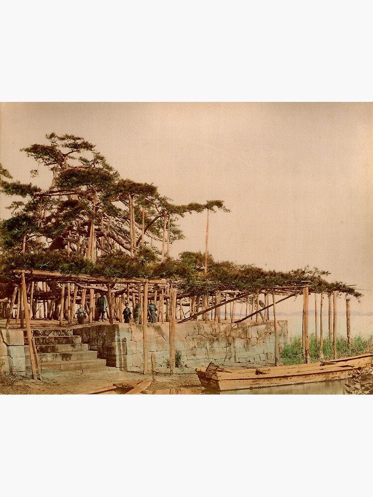 Karasaki Pine Tree by Fletchsan