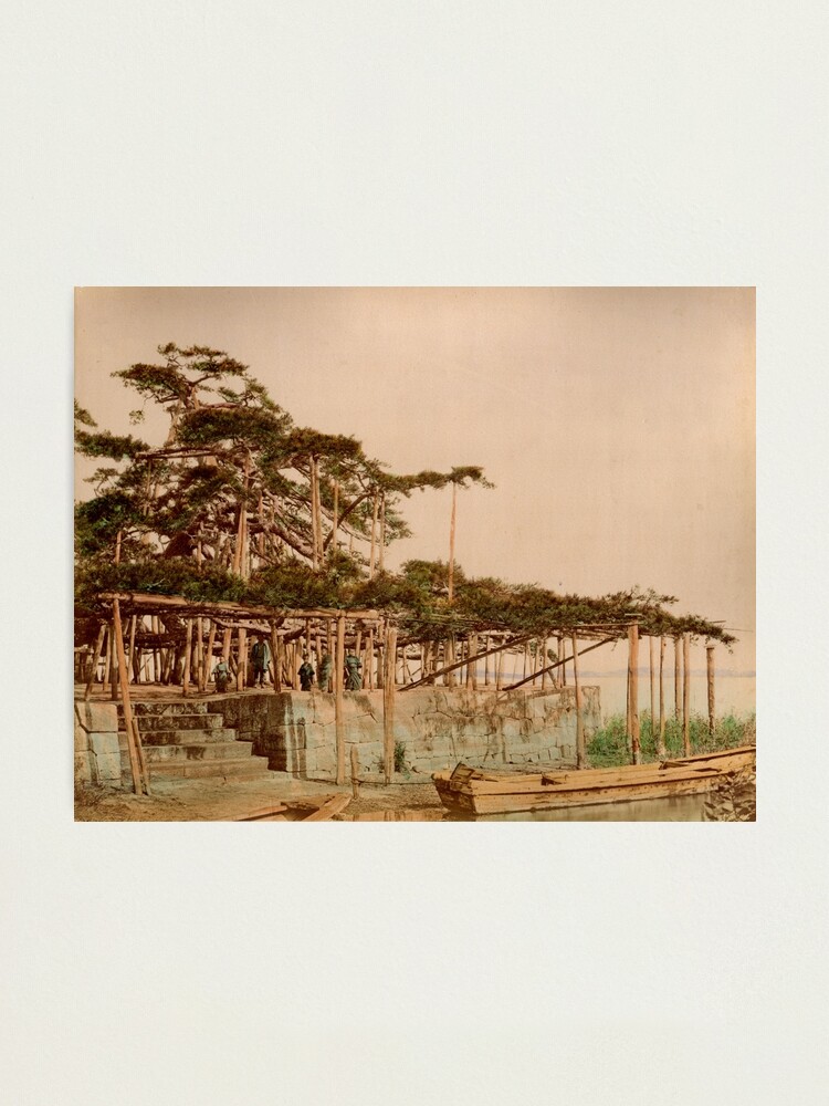 Alternate view of Karasaki Pine Tree Photographic Print