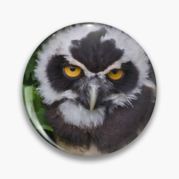 Item preview, Spectacled Owlet designed and sold by jimmyboysnapz.