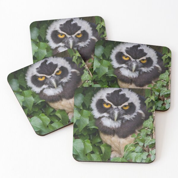 Item preview, Spectacled Owlet designed and sold by jimmyboysnapz.