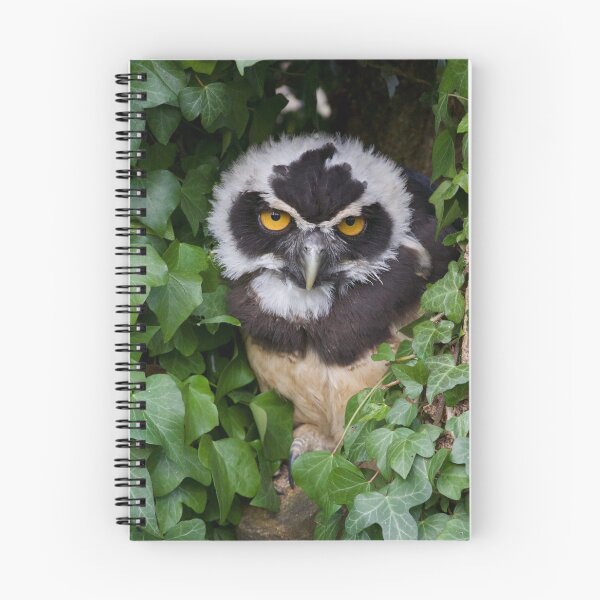 Item preview, Spectacled Owlet designed and sold by jimmyboysnapz.