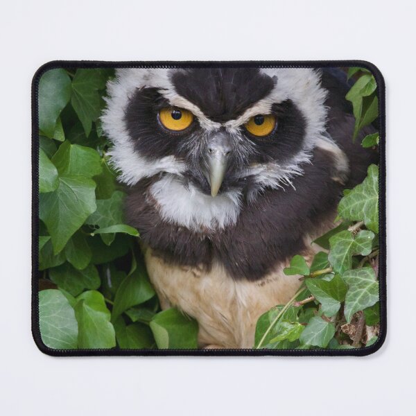 Item preview, Spectacled Owlet designed and sold by jimmyboysnapz.
