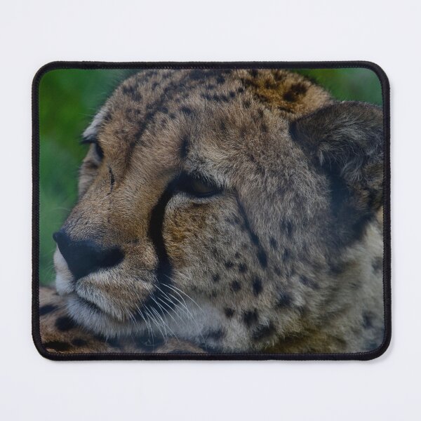 Item preview, Chilling Cheetah designed and sold by jimmyboysnapz.
