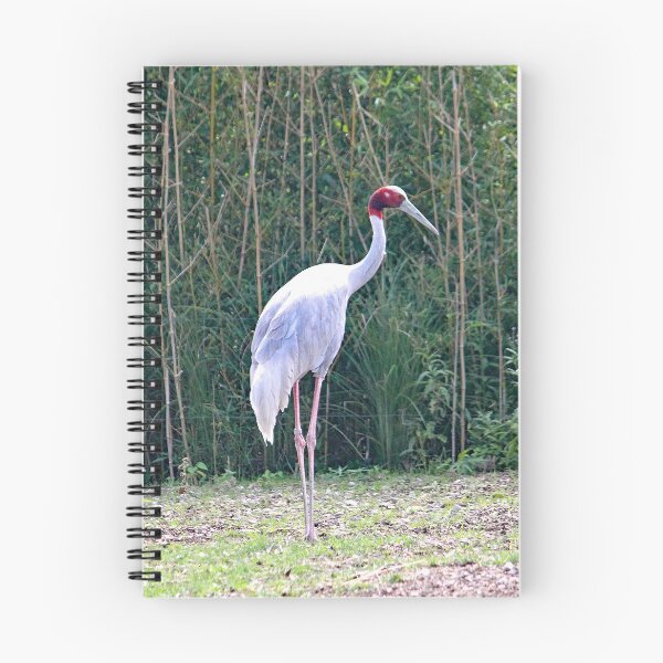 Item preview, Sarus Crane 6956 designed and sold by Strawflower Oasis.