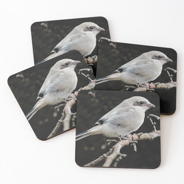 Item preview, Loggerhead Shrike Nature Photography designed and sold by My Artprintz.