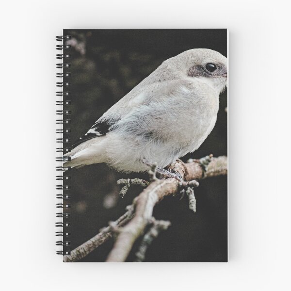 Item preview, Loggerhead Shrike Nature Photography designed and sold by NikoVerse Studio.