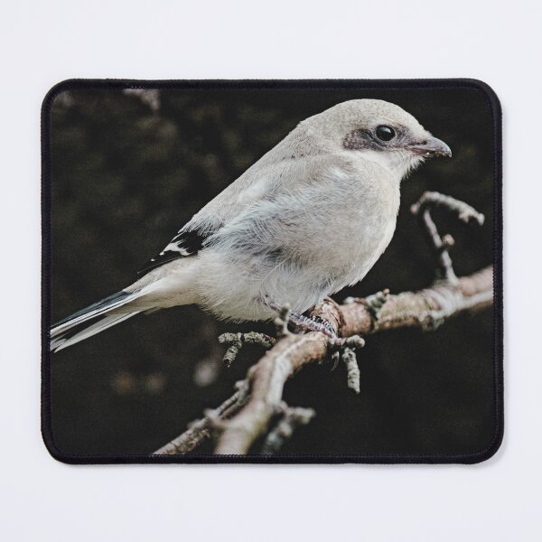 Item preview, Loggerhead Shrike Nature Photography designed and sold by My Artprintz.