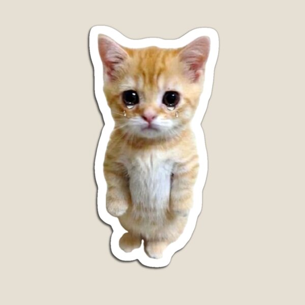 floppa cat square｜TikTok Search