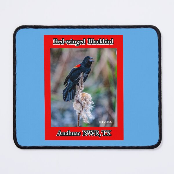 Item preview, For The Bird Lover In You: Red-winged Blackbird, Anahuac NWR, Texas. designed and sold by MoreEZUSA-Here.