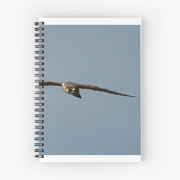 Item preview, Flight of the Peregrine designed and sold by fototaker Tony.