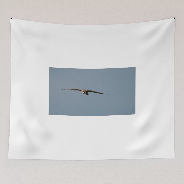 Item preview, Flight of the Peregrine designed and sold by fototaker Tony.