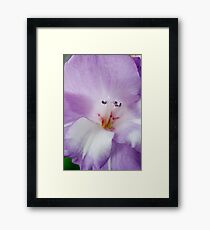 Gladiolus 'Nori' Framed Print