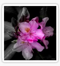 Focal Rhododendron Sticker