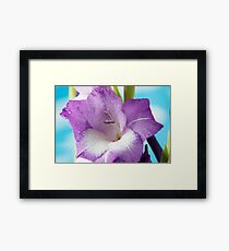 Gladiolus 'Nori' Framed Print