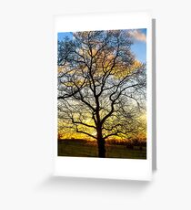 Oak tree silhouette in a golden winter sunset Greeting Card