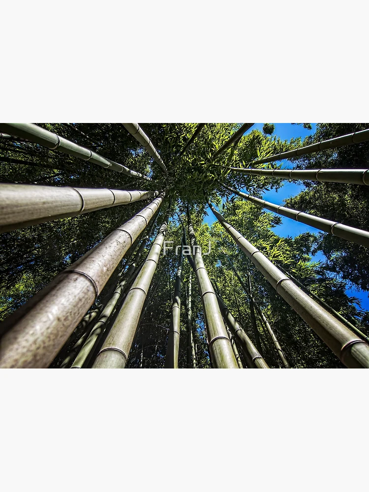Imagen 3 de 3, Póster con la obra Bamboo Shoots, diseñada y vendida por FranJ.