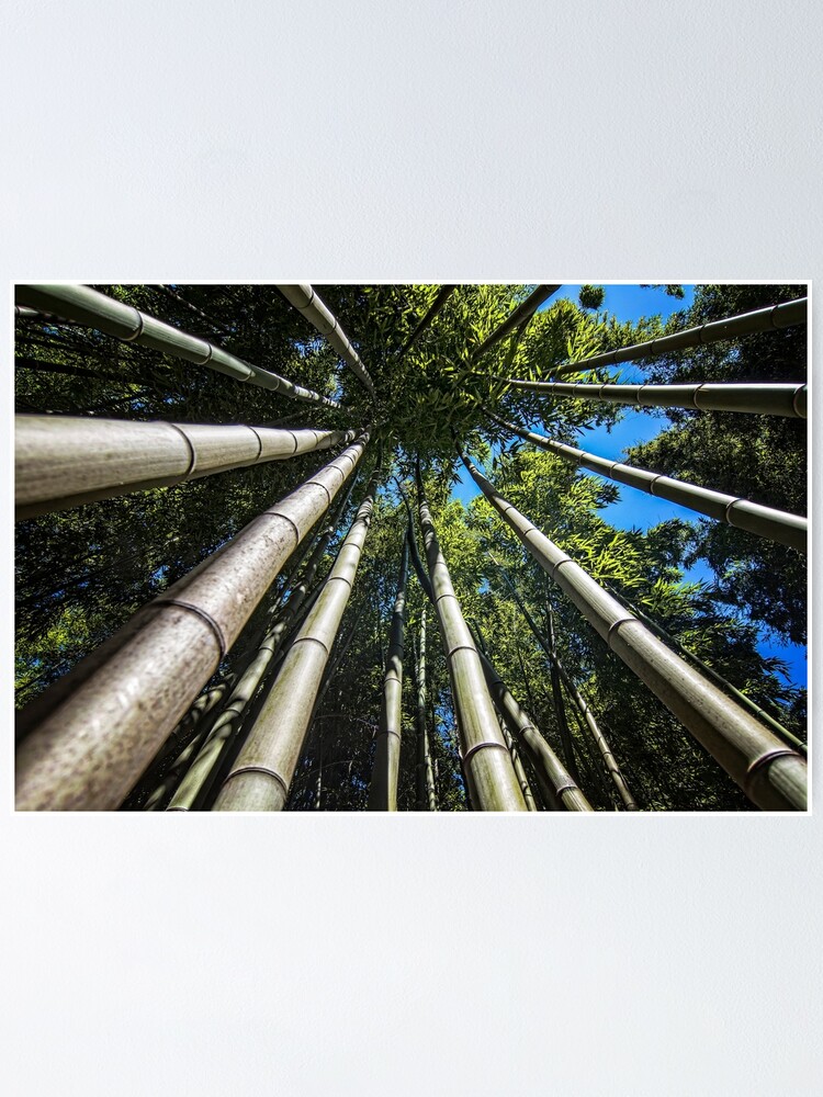 Imagen 1 de 3, Póster con la obra Bamboo Shoots, diseñada y vendida por FranJ.
