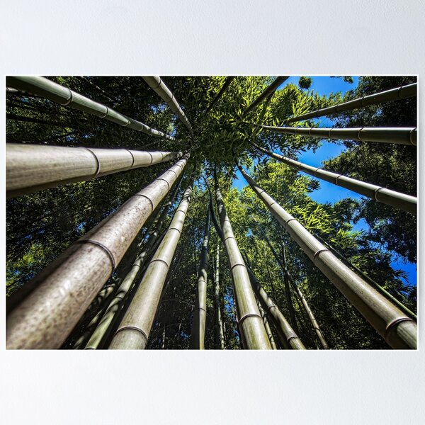 Item preview, Bamboo Shoots designed and sold by FranJ.