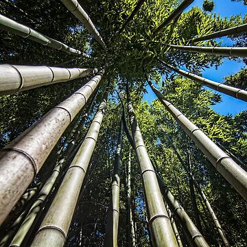 Imagen de la obra Bamboo Shoots de FranJ