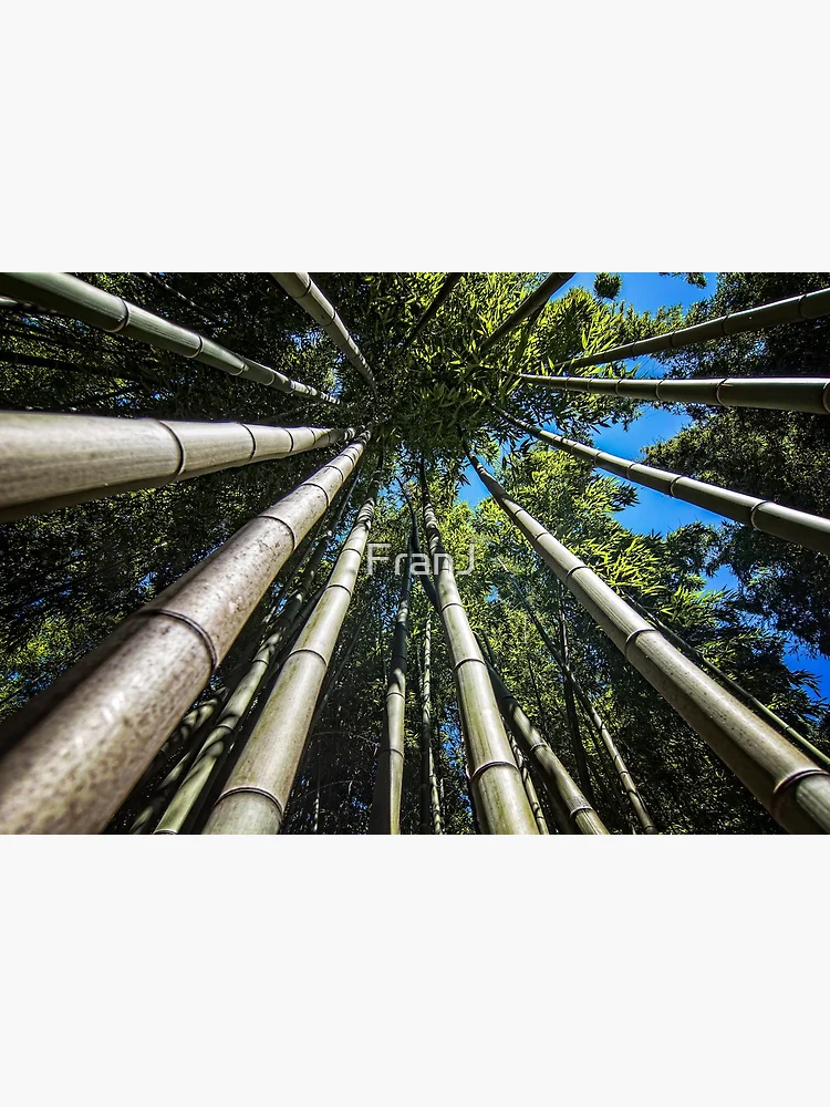 Imagen 2 de 2, Lámina rígida con la obra Bamboo Shoots, diseñada y vendida por FranJ.