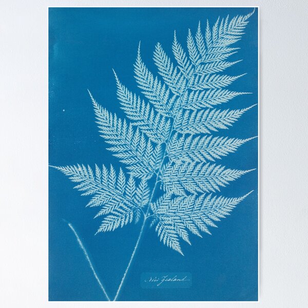 Artikel-Vorschau von Farn-Cyanotypie, 1800s, designt und verkauft von Vintage Wall Art.