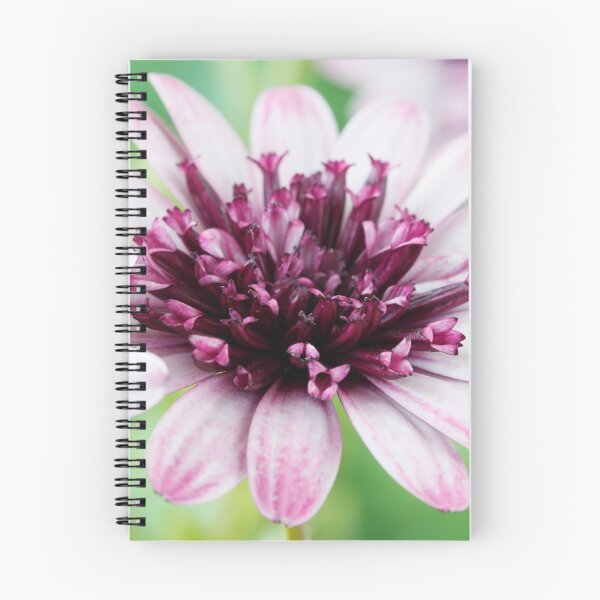 Item preview, Osteospermum  Flower Power Double Series  Double berry white   designed and sold by Chris Burrows.