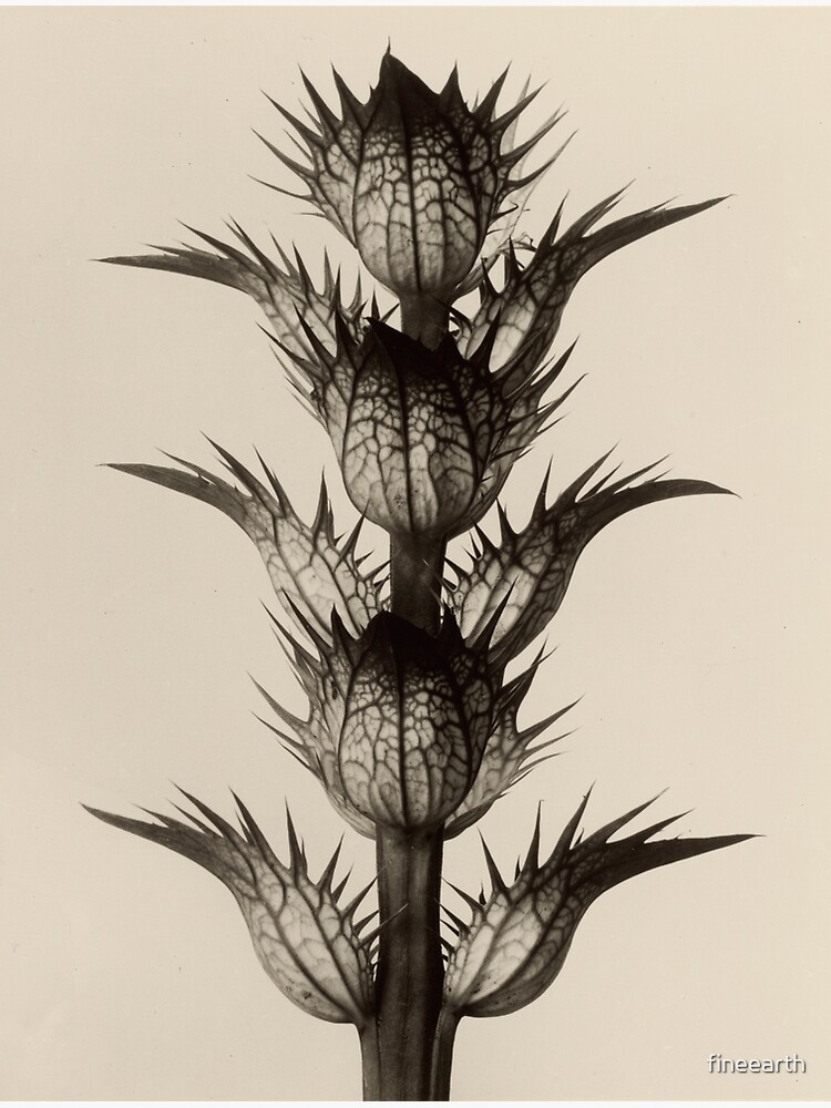 "Karl Blossfeldt, Acanthus mollis, 1928" Poster for Sale by fineearth