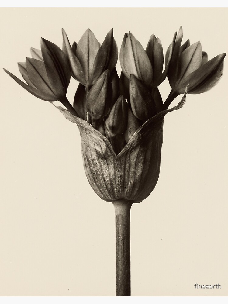 Karl Blossfeldt - Vintage Plant Photograph, 1928