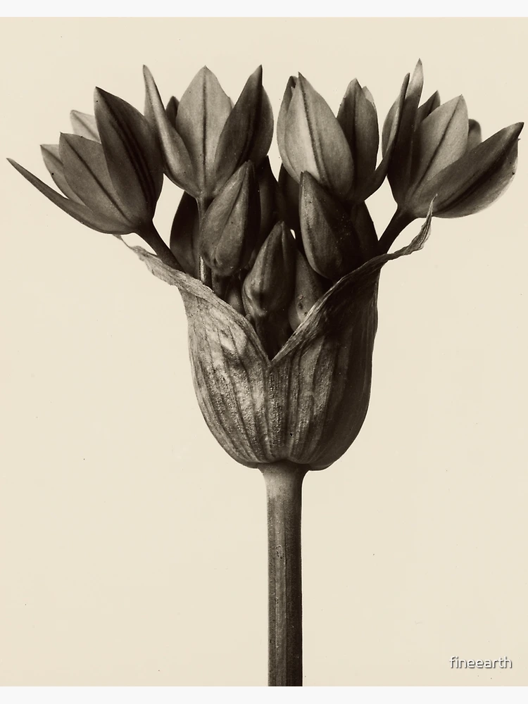 アート・デザイン・音楽 KARL BLOSSFELDT WORKING COLLAGES Karl Blossfeldt: Working Collages: Wilde, Ann, Wilde, Jurgen