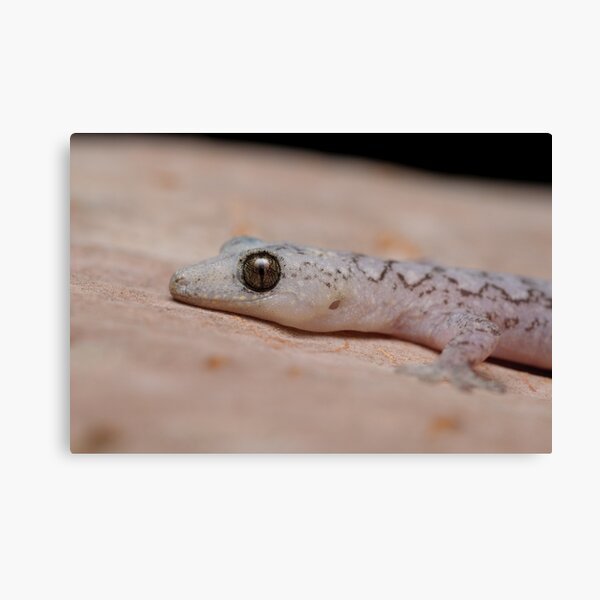 Lesueur's Velvet Gecko Canvas Print