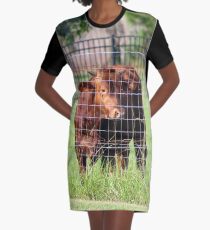 Cow Beyond the Fence Graphic T-Shirt Dress